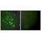 S100 Calcium Binding Protein A1 antibody, A02503, Boster Biological Technology, Immunofluorescence image 