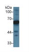 Alpha Fetoprotein antibody, LS-C305385, Lifespan Biosciences, Western Blot image 