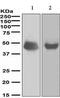 Neuronal Differentiation 1 antibody, ab109224, Abcam, Western Blot image 
