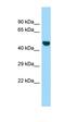 Protein LOC304396 antibody, orb326010, Biorbyt, Western Blot image 