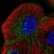 Myelin Protein Zero Like 1 antibody, PA5-66593, Invitrogen Antibodies, Immunofluorescence image 