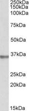 Spondin 2 antibody, NBP1-52031, Novus Biologicals, Western Blot image 