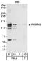 Pre-MRNA Processing Factor 4B antibody, A301-665A, Bethyl Labs, Western Blot image 