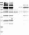 Rho GTPase Activating Protein 23 antibody, NBP1-93587, Novus Biologicals, Western Blot image 