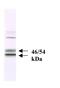 Mitogen-Activated Protein Kinase 8 Interacting Protein 3 antibody, MBS395139, MyBioSource, Western Blot image 