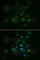 Vimentin antibody, A2666, ABclonal Technology, Immunofluorescence image 