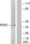 Period Circadian Regulator 3 antibody, PA5-38634, Invitrogen Antibodies, Western Blot image 