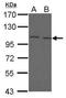 Fc Receptor Like 5 antibody, GTX112819, GeneTex, Western Blot image 