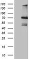 Interleukin-2 receptor subunit beta antibody, CF812259, Origene, Western Blot image 