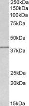 Isocitrate dehydrogenase [NAD] subunit gamma, mitochondrial antibody, EB11000, Everest Biotech, Western Blot image 