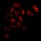 Mitochondrial import inner membrane translocase subunit Tim17-A antibody, orb341087, Biorbyt, Immunofluorescence image 