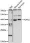 Forkhead Box R2 antibody, LS-C750535, Lifespan Biosciences, Western Blot image 