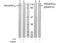 Protein Kinase D1 antibody, AP02391PU-S, Origene, Western Blot image 