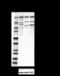 Ankyrin-2 antibody, 821503, BioLegend, Western Blot image 