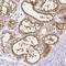 Casein Alpha S1 antibody, HPA057031, Atlas Antibodies, Immunohistochemistry frozen image 