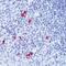 Human IgA antibody, PA5-16388, Invitrogen Antibodies, Immunohistochemistry frozen image 
