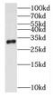 Purine Nucleoside Phosphorylase antibody, FNab05893, FineTest, Western Blot image 