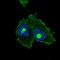 Chromosome 18 Open Reading Frame 21 antibody, HPA065505, Atlas Antibodies, Immunocytochemistry image 