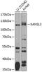 KAT8 Regulatory NSL Complex Subunit 3 antibody, GTX32691, GeneTex, Western Blot image 