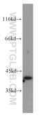 Paired Like Homeodomain 1 antibody, 10873-1-AP, Proteintech Group, Western Blot image 