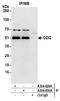 DNA Damage Inducible 1 Homolog 2 antibody, A304-629A, Bethyl Labs, Immunoprecipitation image 