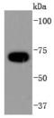 Cell division cycle protein 16 homolog antibody, A04573-3, Boster Biological Technology, Western Blot image 