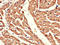 B1AR antibody, LS-C498290, Lifespan Biosciences, Immunohistochemistry paraffin image 