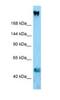 Collagen Type XI Alpha 1 Chain antibody, NBP1-98463, Novus Biologicals, Western Blot image 