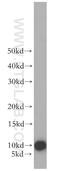NEDD8 Ubiquitin Like Modifier antibody, 16777-1-AP, Proteintech Group, Western Blot image 