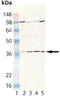 PKAc alpha antibody, MBS565233, MyBioSource, Western Blot image 