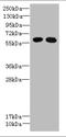GTP Binding Protein 6 (Putative) antibody, A59330-100, Epigentek, Western Blot image 
