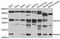 Mst1/Mst2 antibody, orb373518, Biorbyt, Western Blot image 