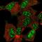 Cytoglobin antibody, NBP2-55897, Novus Biologicals, Immunofluorescence image 