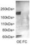 AC-III antibody, TA309564, Origene, Western Blot image 