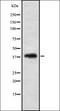 Visual System Homeobox 2 antibody, orb337601, Biorbyt, Western Blot image 