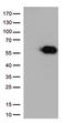 CD27 Molecule antibody, TA812551, Origene, Western Blot image 