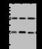 Mitochondrial Ribosomal Protein S15 antibody, 203988-T46, Sino Biological, Western Blot image 