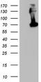 Gp110 antibody, TA802950, Origene, Western Blot image 