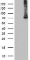 EPM2A-interacting protein 1 antibody, CF501790, Origene, Western Blot image 