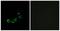 Olfactory receptor 10A5 antibody, TA316139, Origene, Immunofluorescence image 