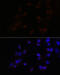 ATF4 antibody, 13-077, ProSci, Immunofluorescence image 