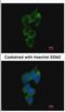 Nuclear Receptor Binding Protein 1 antibody, NBP2-19584, Novus Biologicals, Immunocytochemistry image 