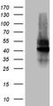 V-Set Immunoregulatory Receptor antibody, TA812250, Origene, Western Blot image 