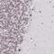 Zinc finger protein 382 antibody, PA5-61920, Invitrogen Antibodies, Immunohistochemistry paraffin image 