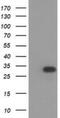 Hydroxyacylglutathione Hydrolase Like antibody, NBP2-00472, Novus Biologicals, Western Blot image 