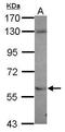 NADPH-dependent diflavin oxidoreductase 1 antibody, GTX119139, GeneTex, Western Blot image 
