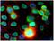 X-Ray Repair Cross Complementing 5 antibody, GTX79937, GeneTex, Immunofluorescence image 