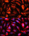 Microtubule Associated Protein 1B antibody, 19-029, ProSci, Immunofluorescence image 