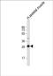 Deoxyribonuclease 1 Like 2 antibody, PA5-49535, Invitrogen Antibodies, Western Blot image 