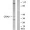 Cyclin Dependent Kinase Like 1 antibody, A11252, Boster Biological Technology, Western Blot image 